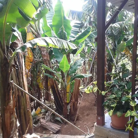 Cantinho Das Bananas